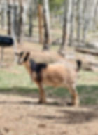 Nigerian Dwarf doe standing in goat pen