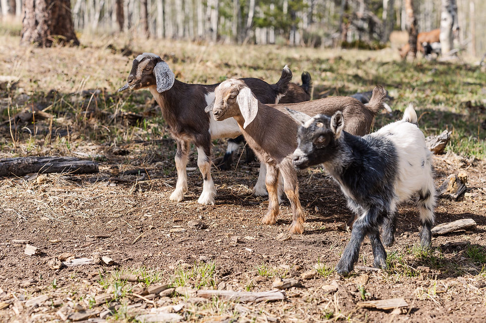 Three baby goats grazing together.