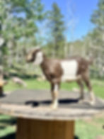 Mini Nubian doeling standing on a large wooden spool.