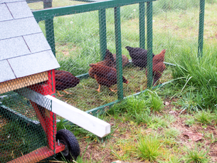 Small Acreage Homesteading: How to Build a Thriving, Self-Sufficient Life on Limited Land
