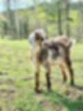 Mini Nubian buckling