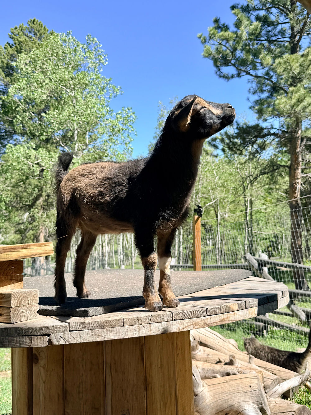 Nigerian Dwarf wether