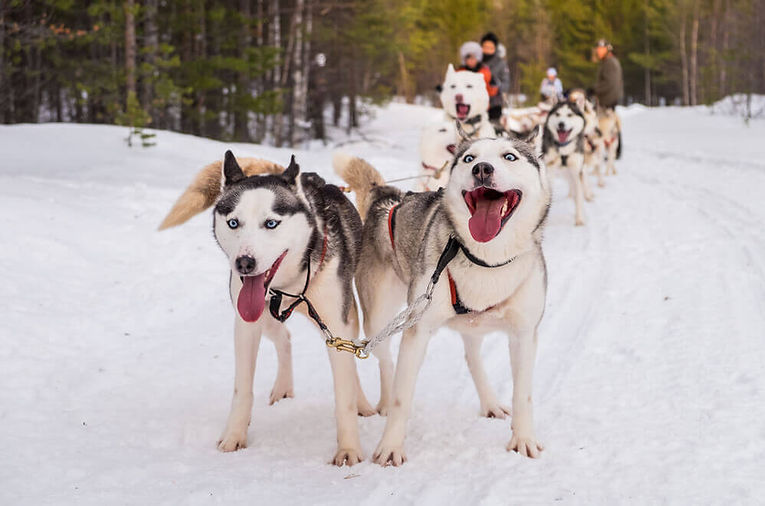 Siberian-huskies-spending-time-outdoor-d