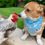 Thumbnail: Chick Crazy