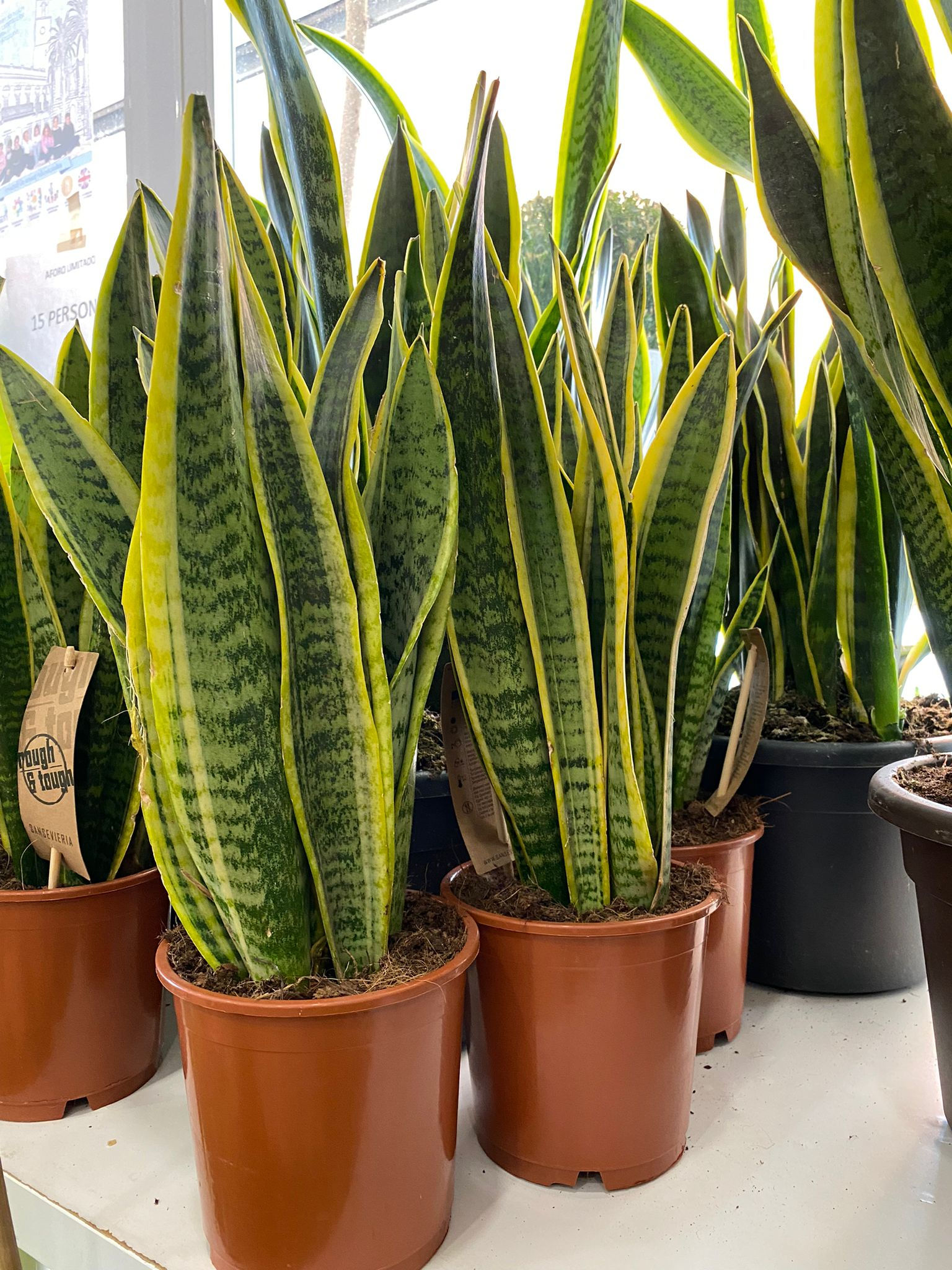 Sanseviera (desde 16,50€)