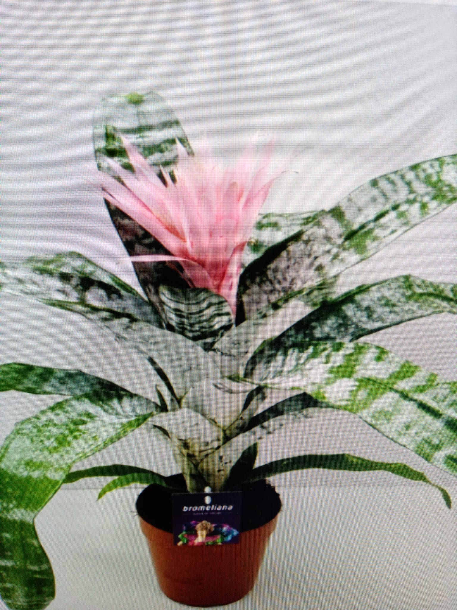 Aechmea