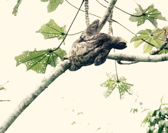 Jaguar Amazon Tours Manaus Brazil River Cruise Sloth on Embauba Tree