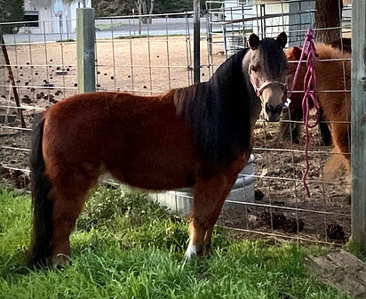mini horse
