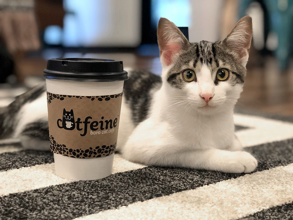 Catfeine Cat Cafe United States Catfeine Cat Cafe