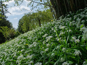 Die Geheimnisse des Bärlauchs und seine gesundheitsfördernden Eigenschaften entdecken