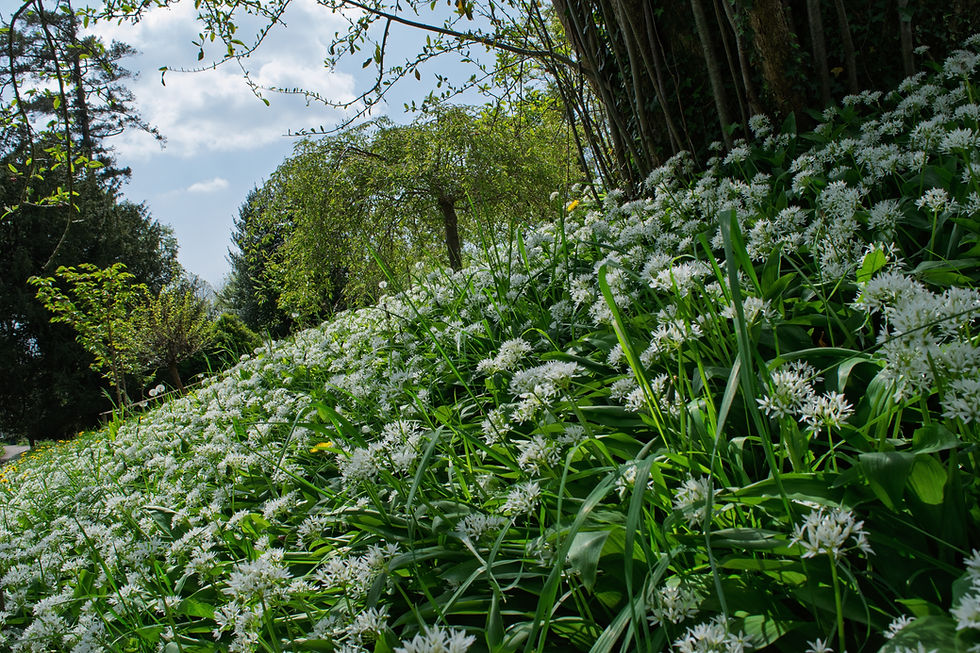 Die Geheimnisse des Bärlauchs und seine gesundheitsfördernden Eigenschaften entdecken