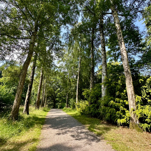 Pathway through a forest with tall trees and green foliage on sunny day