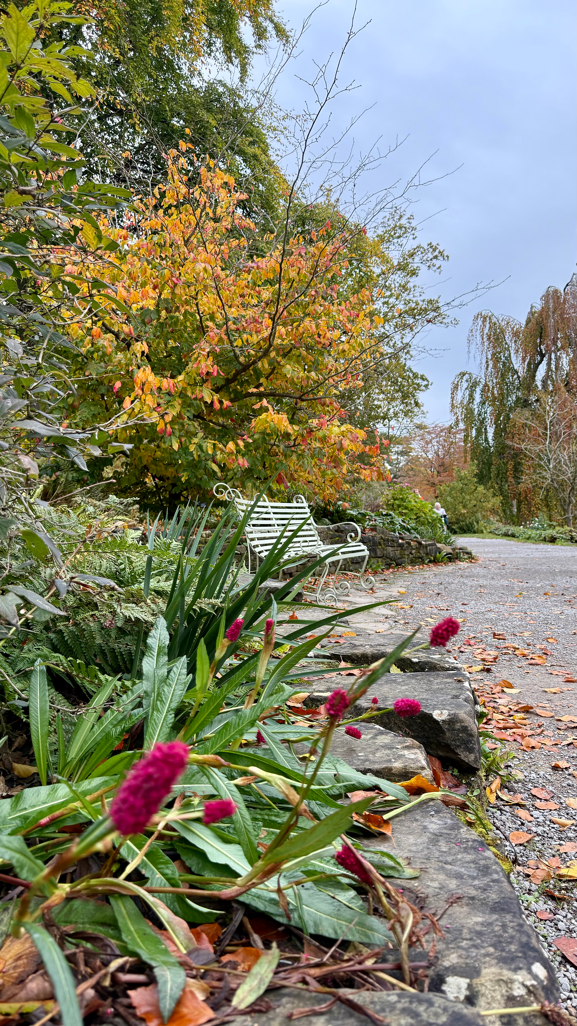 Park bench surrounded by colorful autumn foliage and stone pathway Date Ideas Harrogate.