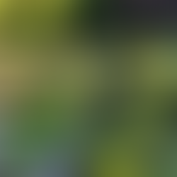 Scenic view of a Japanese garden with a pond and lush greenery.