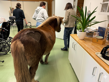 Pensionärsponnyn Jill – fyrbent glädjespridare på äldreboenden