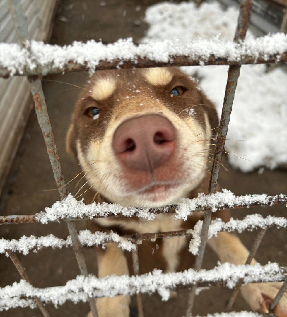 Adopt Night - Hundeaktivtag