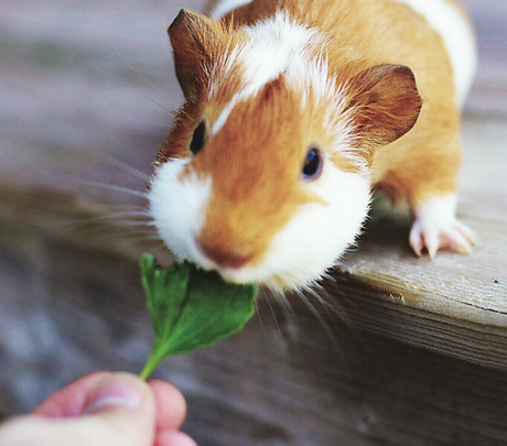 Feeding Guinea Pig