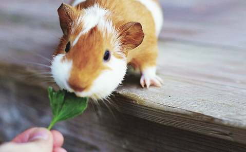 can guinea pigs eat mushrooms