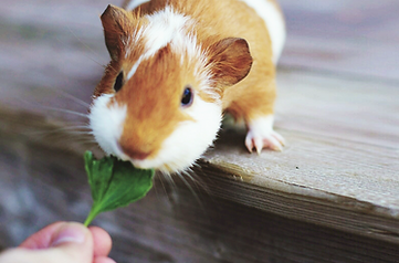 Feeding Guinea Pig