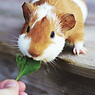 Feeding Guinea Pig