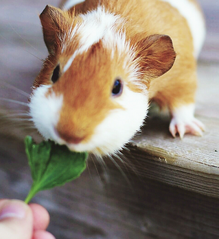 Feeding Guinea Pig