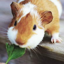 Feeding Guinea Pig