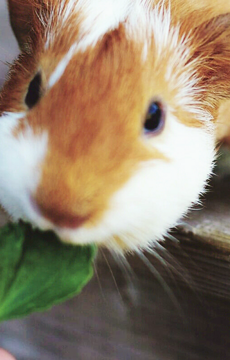 Feeding Guinea Pig
