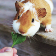 Feeding Guinea Pig