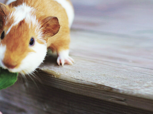 Guinea Pigs and Pastry