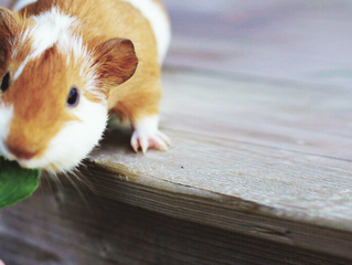 The Aromatic Guinea Pig
