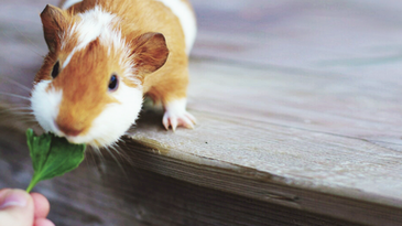 PSI Guide to Guinea Pigs (Cavies)