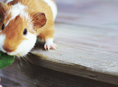 Feeding Guinea Pig