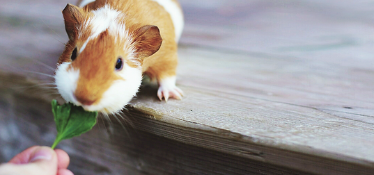 Guinea Pig Eating