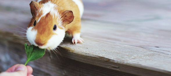 Feeding Guinea Pig