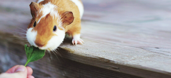 Small Animal Grooming