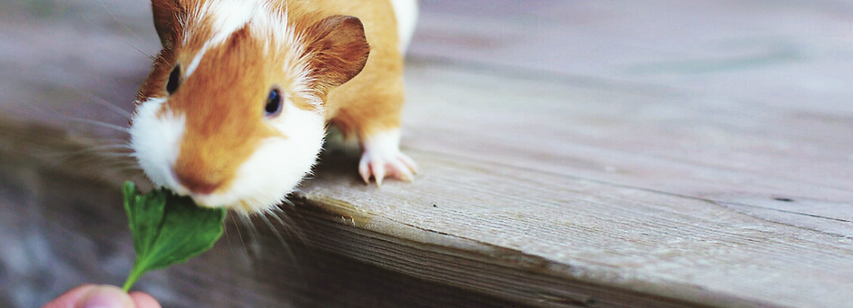 Cute Kitten