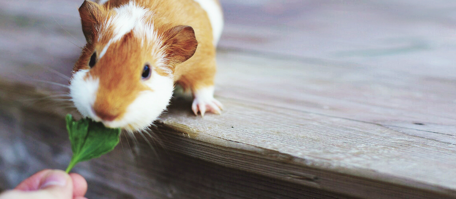 Puff Daddy, the majestic Guinea Pig