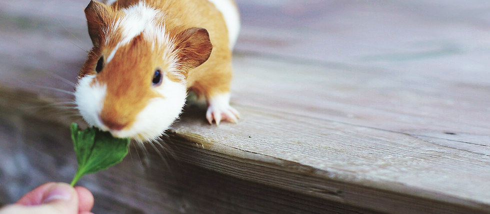 Füttern Meerschweinchen