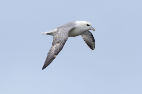 Fýll, Fulmarus glacialis