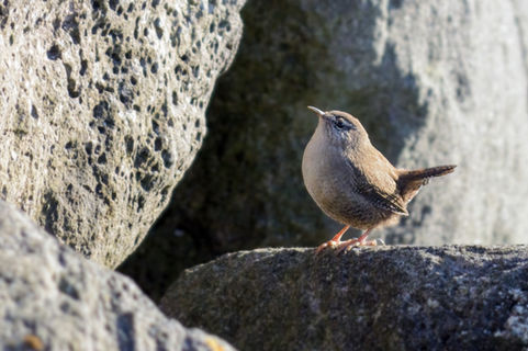 Músarrindill | Spörfugl | Fuglar á Íslandi