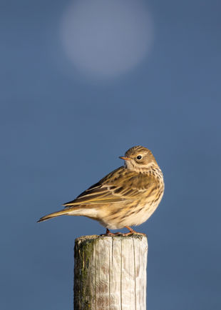 Þúfutittlingur, Anthus pratensis