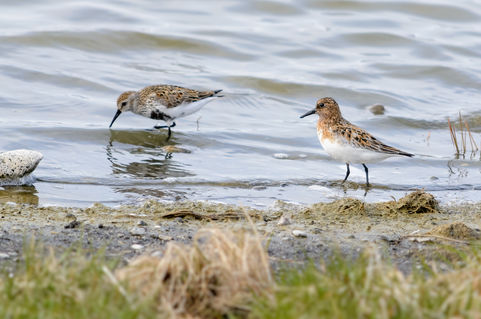 #Sanderla, #Lóuþræll