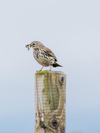 Þúfutittlingur, Spörfugl