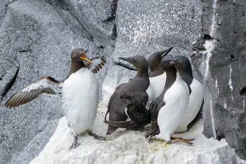 Langvía og Stuttnefja