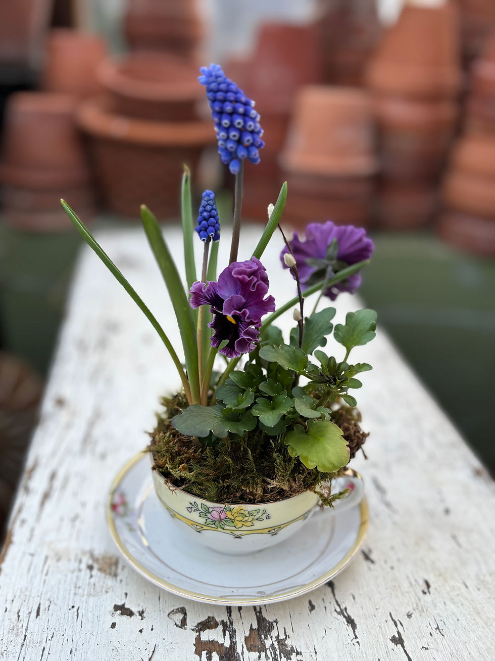 Thumbnail: A Teacup of Spring