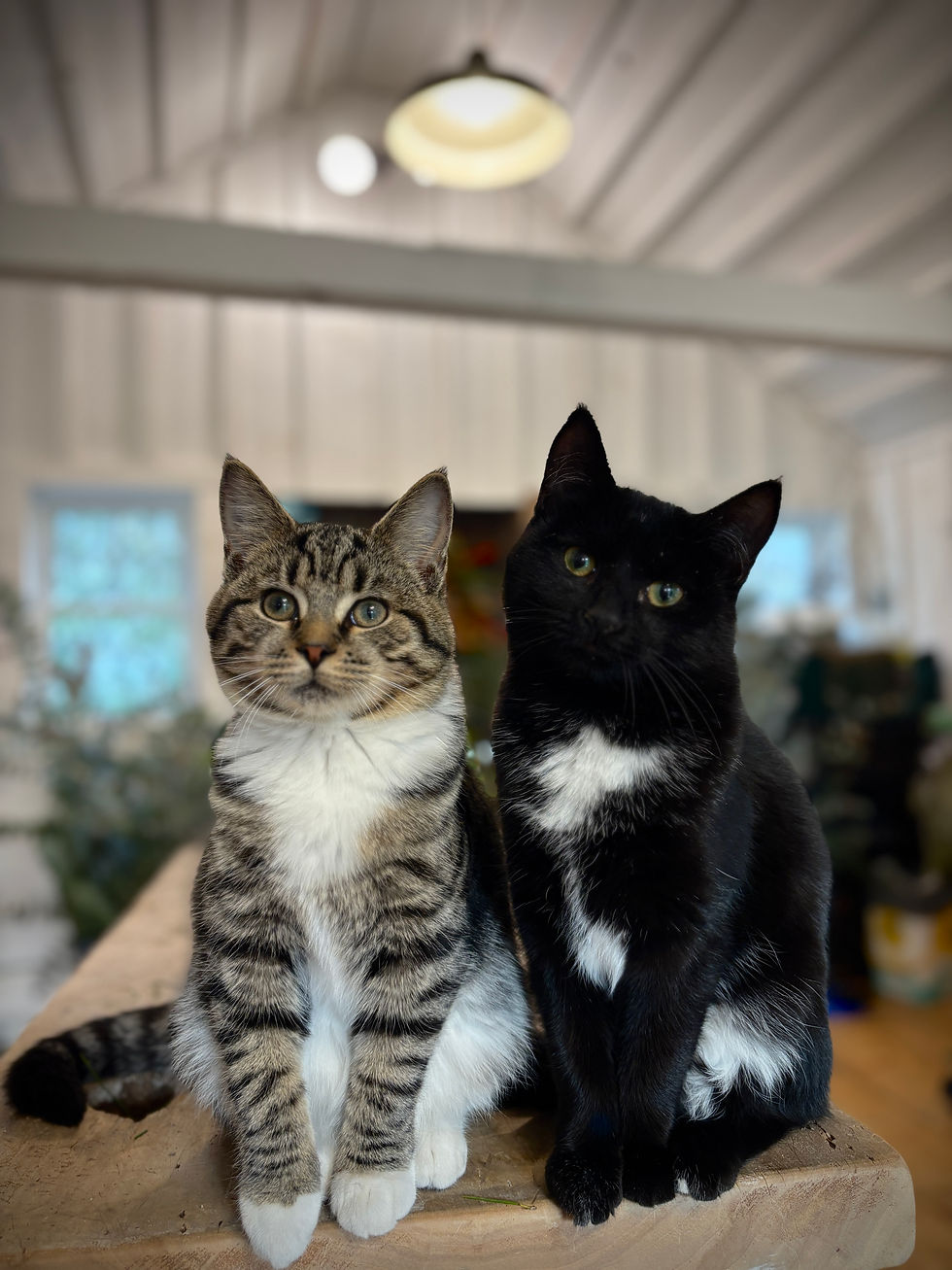 Thumbnail: Flora & Felines: Hydrangeas