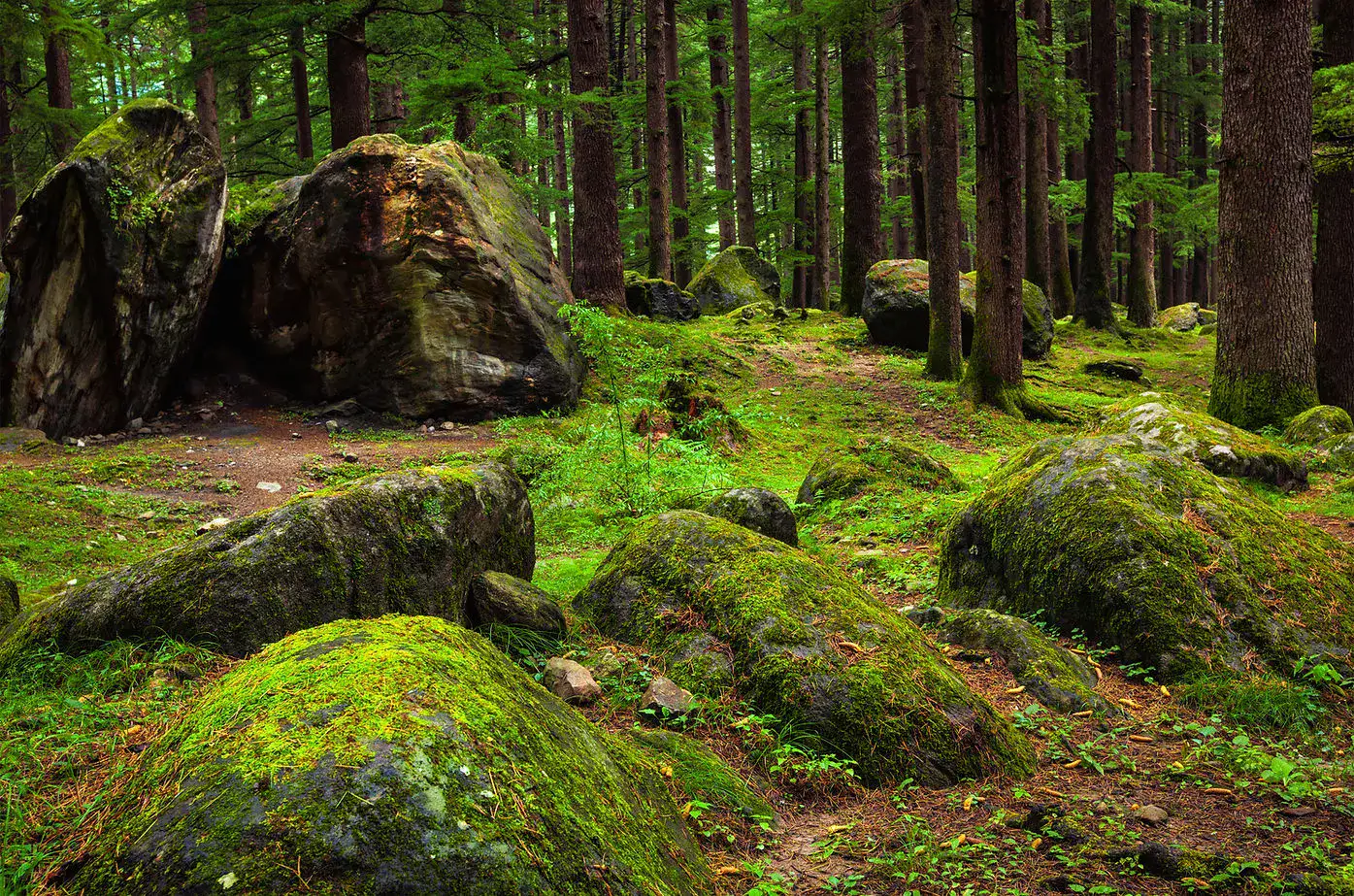 forest floor