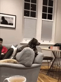 tenor (2).gif
