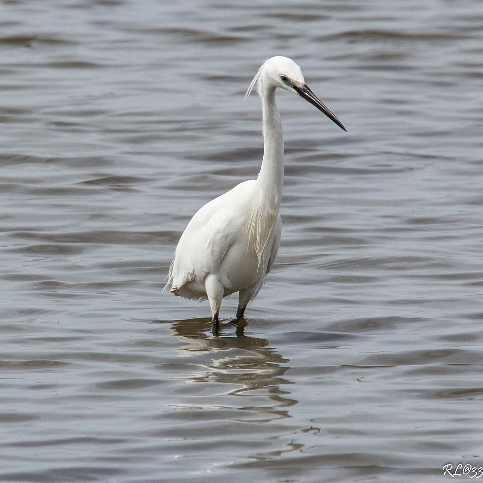 Aigrette garzette