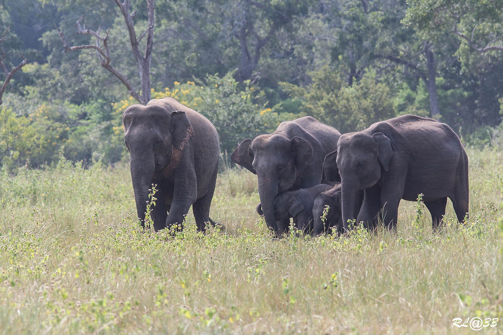 Minneriya : Eléphants.
